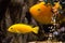Yellow cichlid fish in aquarium