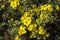 Yellow cinquefoil flower Potentilla blossom, bright sunny of natural cinquefoil flowering branch