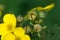 Yellow cinquefoil flowers