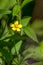 Yellow Cinquefoil (Potentilla) Flower