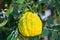 Yellow citron or Citrus medica used by Jewish people during the holiday of Sukkot - growing at greenhouse