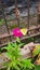 Yellow citrus butterfly closeup sitting on a pink zinnia elegans blossom with a brown steel fence in the background