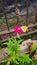 Yellow citrus butterfly closeup sitting on a pink zinnia elegans blossom with a brown steel fence in the background