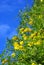 Yellow clematis flowers over blue sky