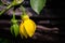 Yellow climbing ylang-ylang flowers in a summer at a botanical garden.