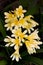 Yellow Clivia Miniata in flower