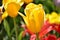 Yellow close up Tulipa gesneria blooming in Keukenhof gardens