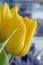 Yellow close-up tulips