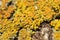 Yellow closeup lichen on brown fir bark with a lot of details