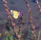 Yellow, Clouded sulphur butterfly, insect, on purple loosestrife flower with water, lake background