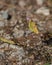 Yellow Clouded on violet flower