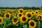 yellow clouse up sunflowers on  sunflower field-UK