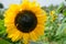 Yellow clouse up sunflowers on  sunflower field-UK