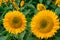 yellow clouse up sunflowers on  sunflower field-UK