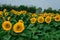 yellow clouse up sunflowers on  sunflower field-UK