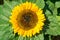 Yellow clouse up sunflowers on  sunflower field-UK