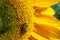 Yellow clouse up sunflowers on  sunflower field-UK