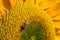 Yellow clouse up sunflowers on  sunflower field-UK