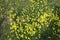 Yellow clover flowers Oxalis stricta