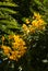 Yellow cluster of flowers on a Senna Candolleana tree