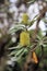 Yellow Coastal Banksia flowers in bloom