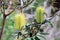 Yellow Coastal Banksia flowers in bloom