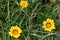 Yellow Coastal Gazania rigens (also called treasure flower) grow