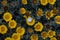 Yellow coastal rocky daisies.Pallenis maritima Asteriscus maritimus