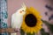 Yellow cockatiel with sunflower on background