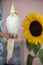 Yellow cockatiel with sunflower on background