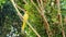 Yellow cockatiels parrots Nymphicus hollandicus sitting on a branch in the garden