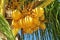 Yellow coco nuts growing on a palm