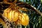 Yellow coco nuts growing on a palm