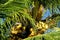 Yellow coco nuts on a palm