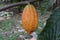 Yellow cocoa fruit growing on a tree