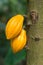 Yellow cocoa fruits on the tree