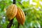 Yellow Cocoa pod fruit hanging on tree