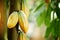 Yellow cocoa pods harvest background