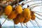 Yellow coconut nuts on a palm tree