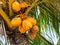 Yellow coconut on palm tree. Golden Malayan Dwarf palm tree. Golden coconut closeup.