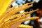 Yellow coconut pollen close up, Blossom or spadix of the coconut or betel palm