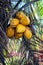 YELLOW COCONUT TREE CLOSE UP WITH BUNCH OF COCONUTS