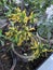 Yellow Codiaeum variegatum (garden croton) Flowers in Flower Pots in Home Garden