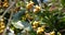 Yellow coffee bean berry plant fresh seed coffee tree growth in Yellow Bourbon eco organic farm. Close up yellow ripe seed berries