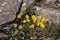 Yellow Colchicum autumnale flowers