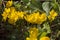 Yellow Colchicum autumnale flowers