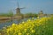Yellow coleseed in front of the famous windmills of Kinderdijk