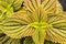 Yellow coleus leaves