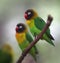 Yellow-collared Lovebird