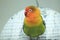 Yellow-collared lovebird